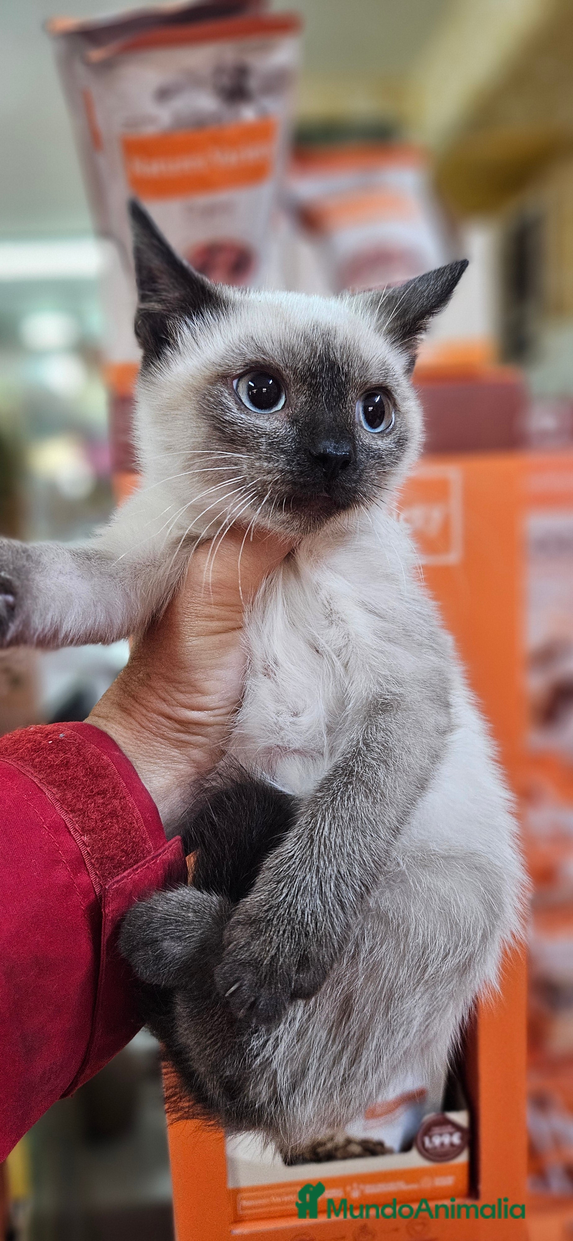 Siamés gatos Gatos siamés  en Cádiz - Anuncio 2