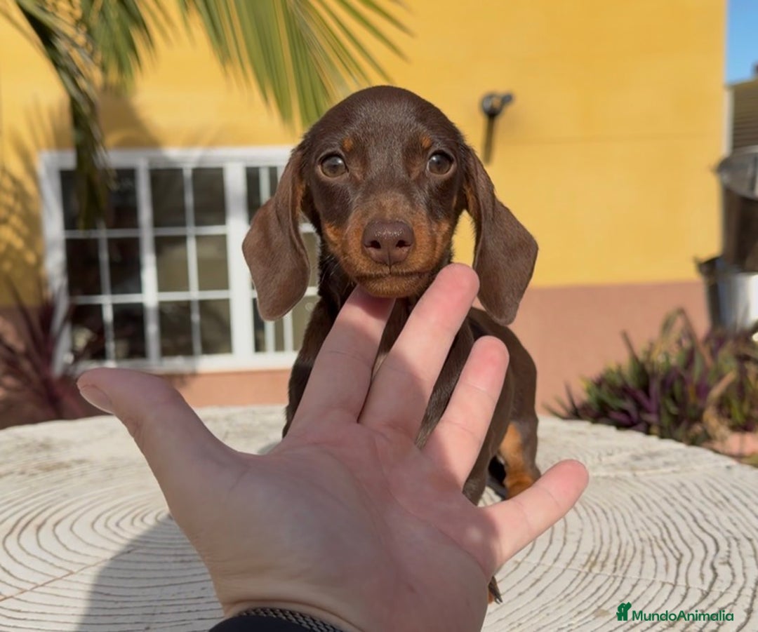 Teckel perros en venta: Hembra kaninchen muy pequeña  - Anuncio 3