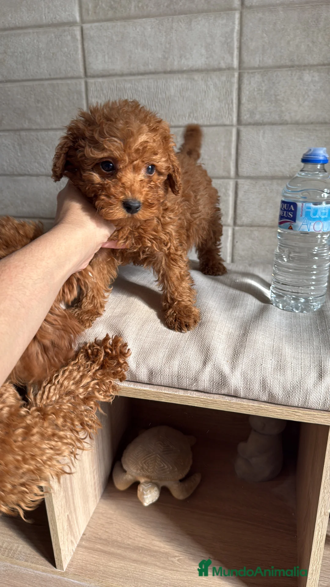 Caniche Toy perros en venta: Caniche Toy  - Anuncio 2