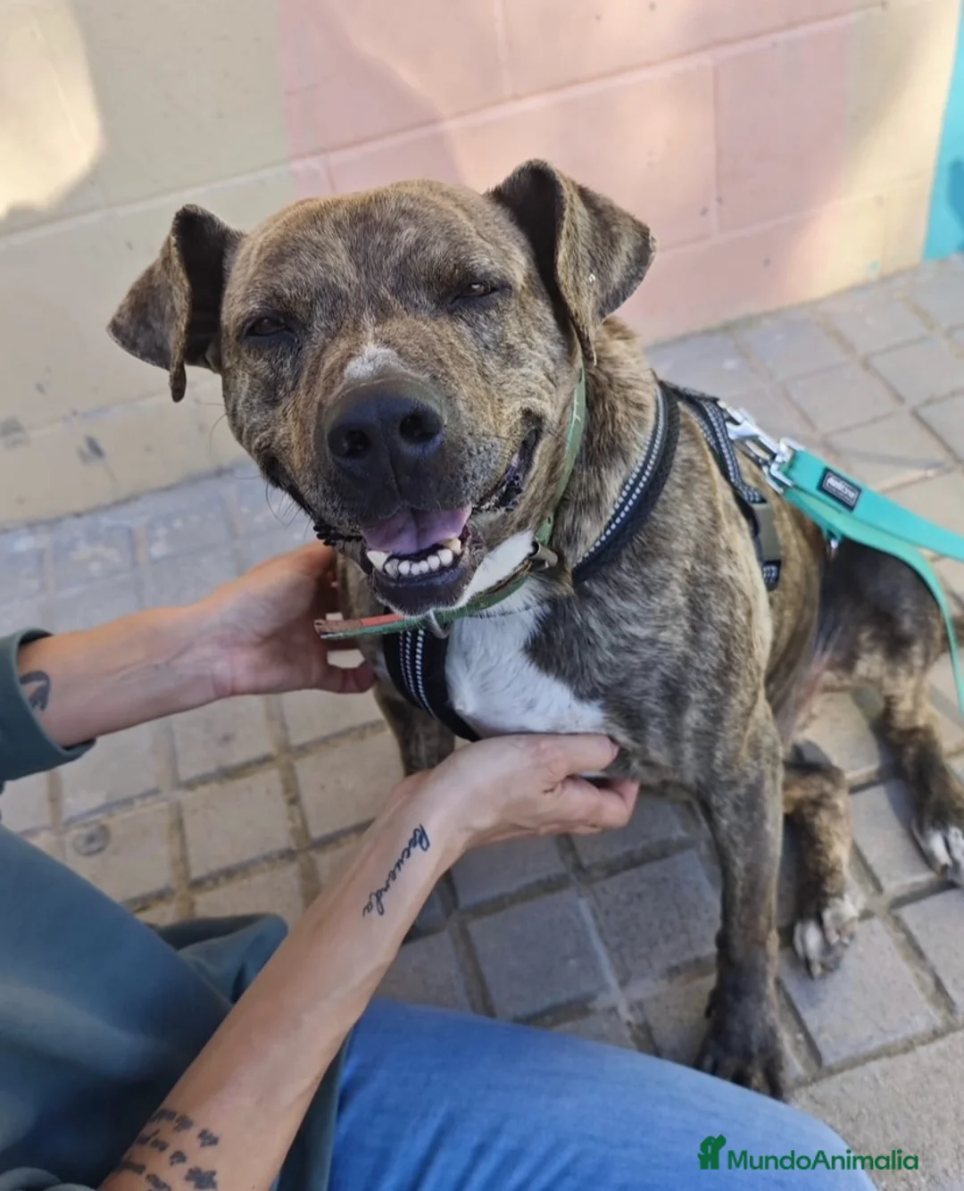 American Pit Bull Terrier perros en adopcion: TIGRE 🥰❤️ en Adopción  - Anuncio 4
