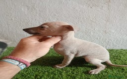 Pequeño Lebrel Italiano perros en venta: Piccolo italiano  - Imagen 1