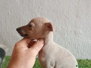 Pequeño Lebrel Italiano perros - Anuncio 1