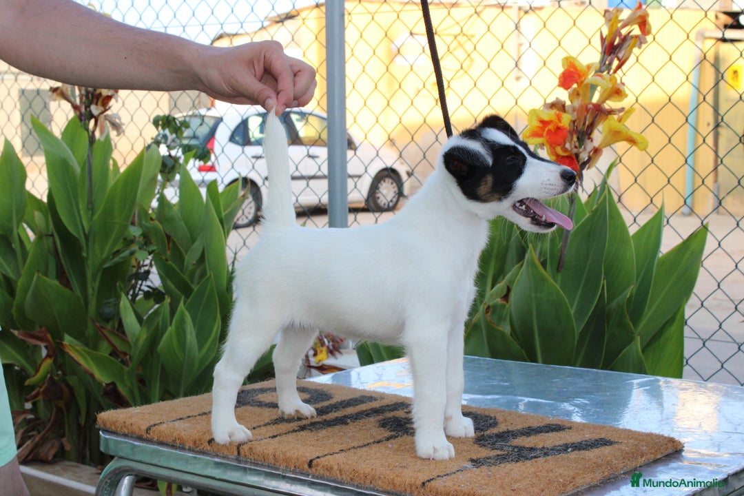 Fox Terrier de Pelo Liso perros en venta: Cachorros de fox Terrier  - Imagen 5