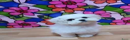 Bichón Maltés perros en venta: Bichon Maltés macho listos para entregar !! - Anuncio 4
