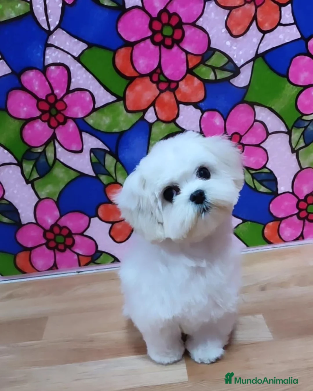 Bichón Maltés perros en venta: Bichon Maltés macho listos para entregar !! - Anuncio 4