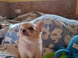 Chihuahua perros Preciosa chihuahua de pelo largo - Anuncio 21