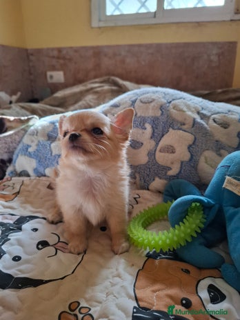 Chihuahua perros Preciosa chihuahua de pelo largo - Anuncio 1