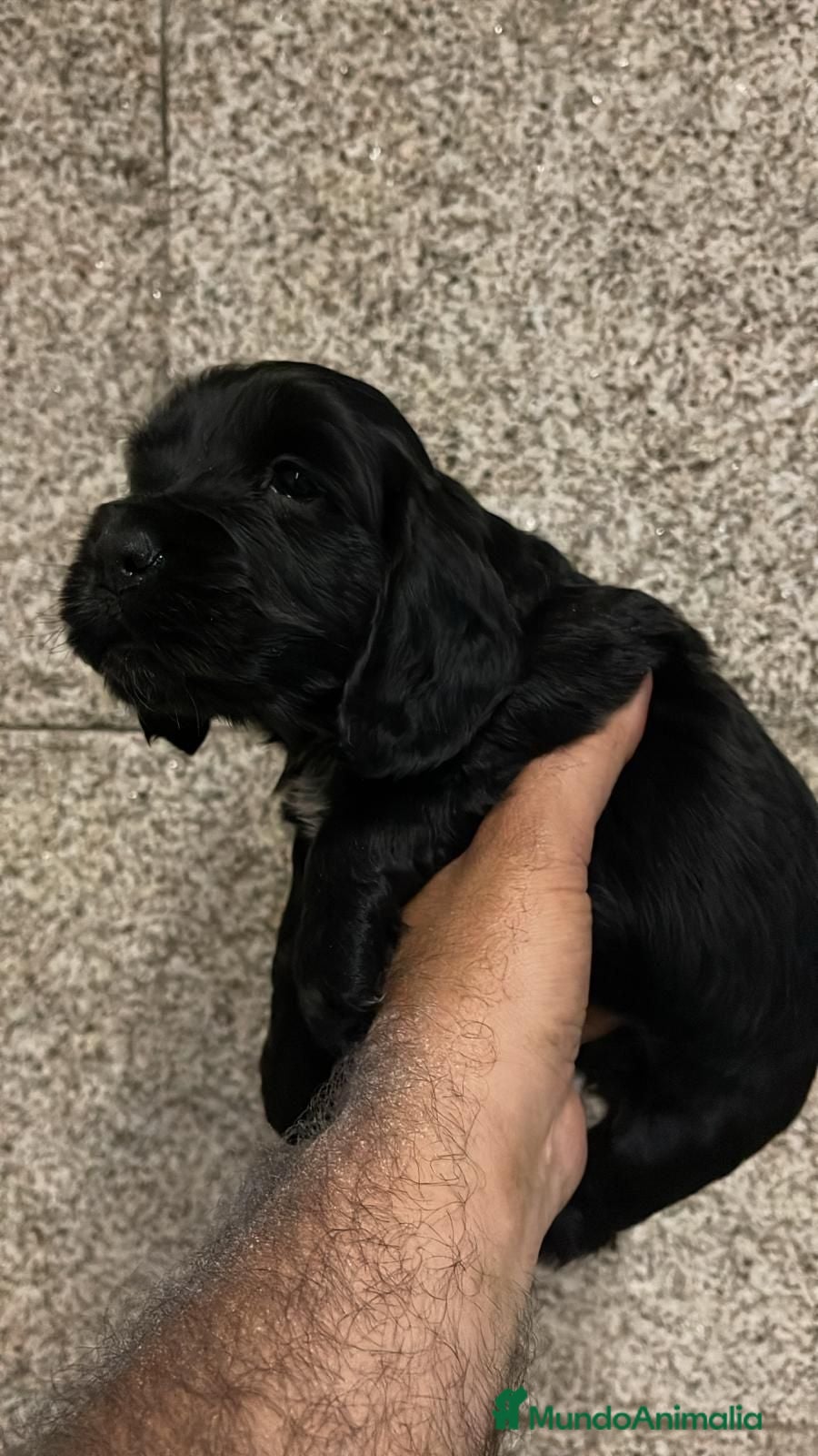 Cocker Spaniel Inglés perros Coker Negro  - Anuncio 1
