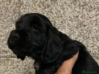 Cocker Spaniel Inglés perros en venta: Coker Negro - Anuncio 4