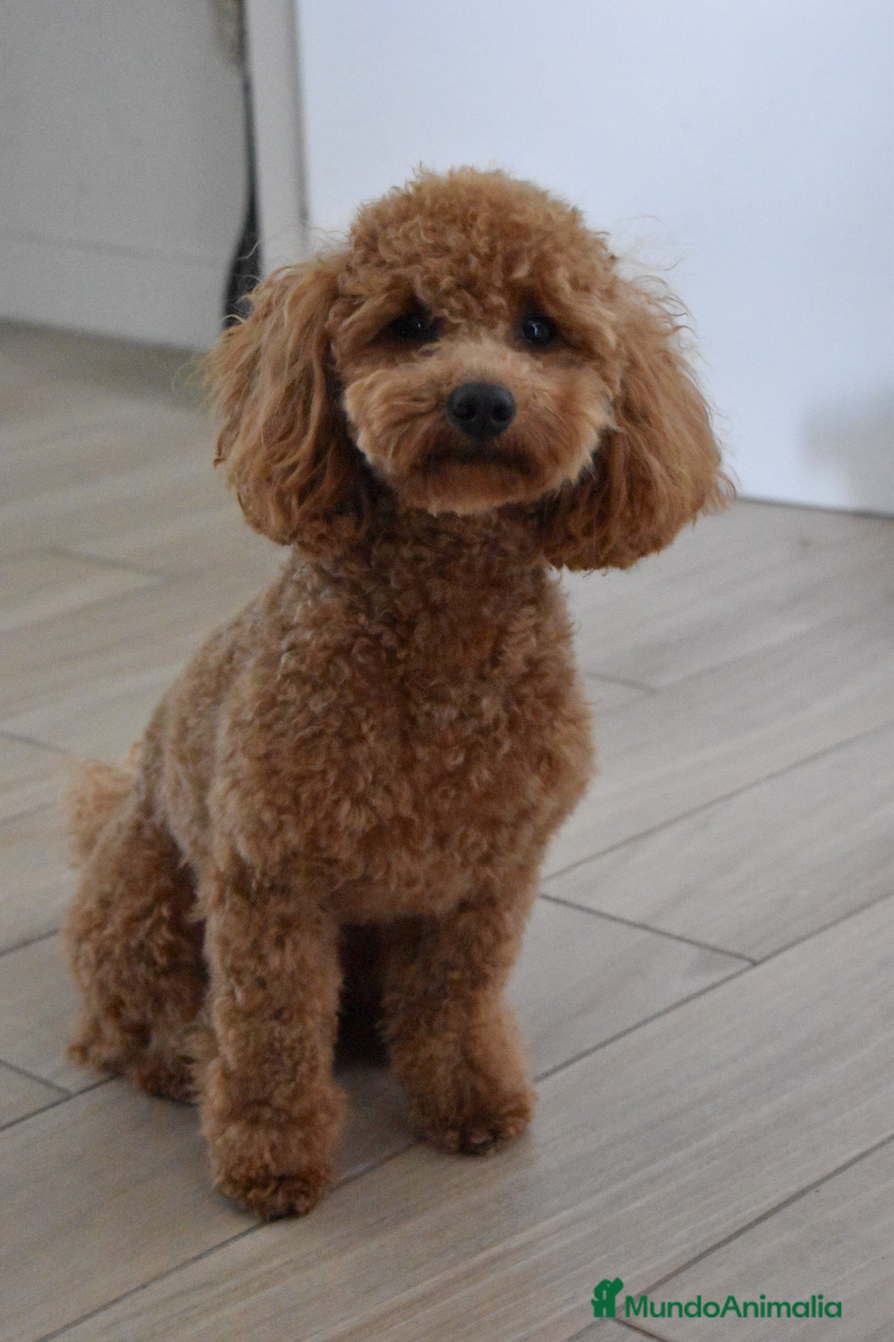 Raza Mixta perros Caniche enano rojo - Anuncio 2