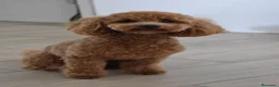 Raza Mixta perros en venta: Caniche enano rojo - Anuncio 1