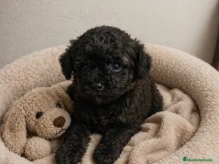 Caniche Toy perros Caniche Toy Negra Hembra – Tamaño Toy 🖤🐶 - Anuncio 2