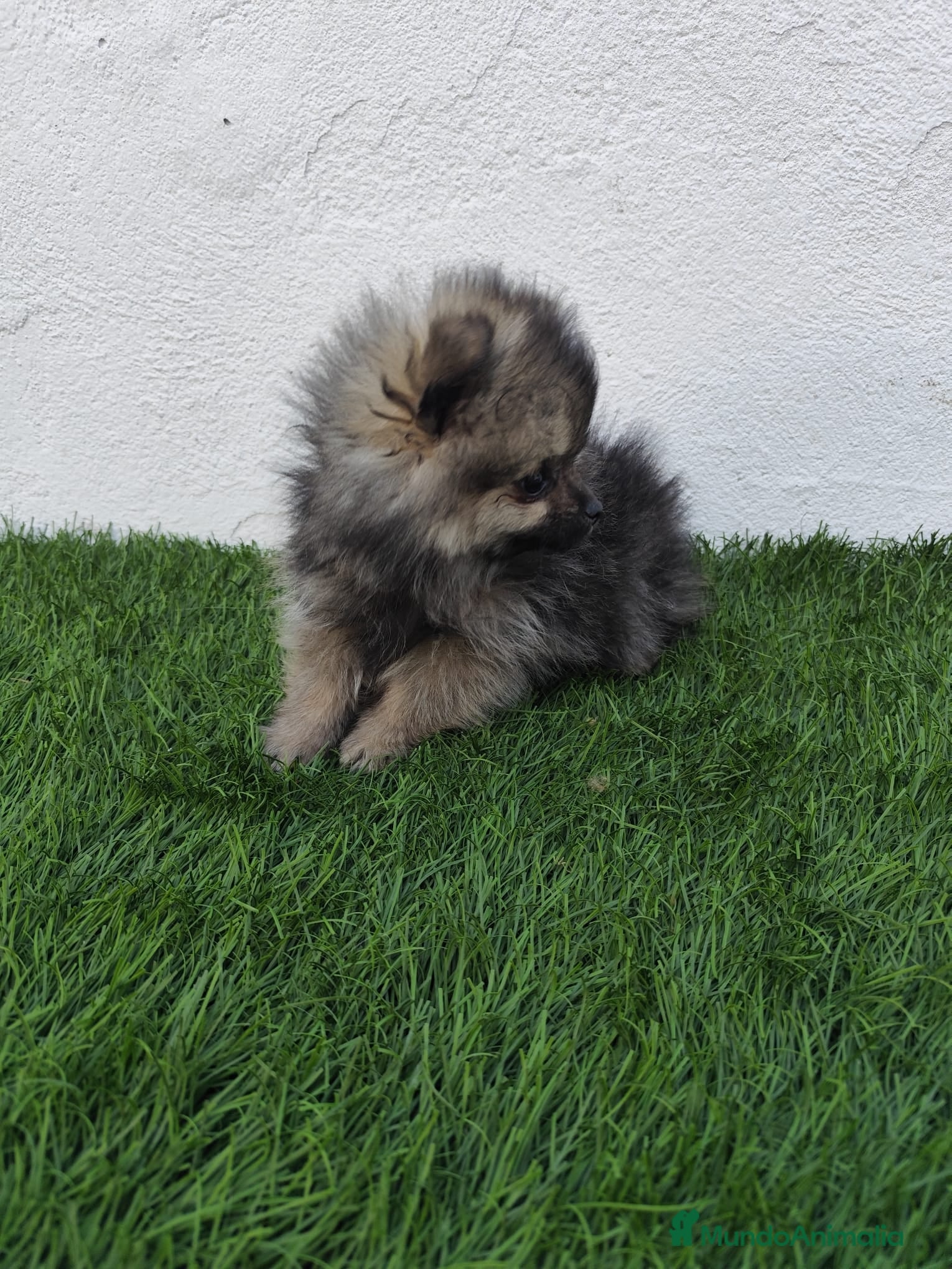 Pomerania perros en venta: Pomerania toy  - Anuncio 9