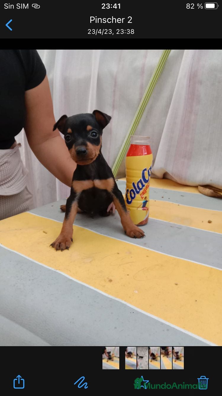 Pinscher Miniatura perros Pincher miniatura  - Anuncio 1