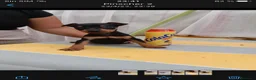Pinscher Miniatura perros en venta: Pincher miniatura  - Anuncio 1