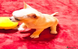 Chihuahua perros en venta: Precioso cachorro chihuahua  - Anuncio 10