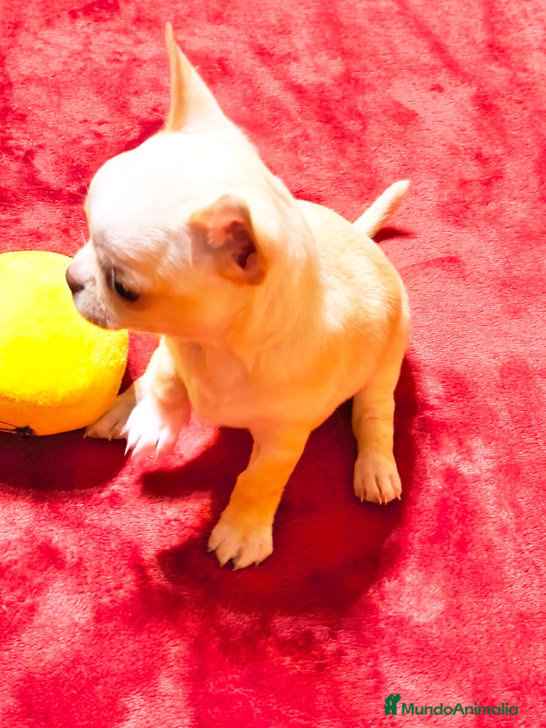 Chihuahua perros en venta: Precioso cachorro chihuahua  - Anuncio 10