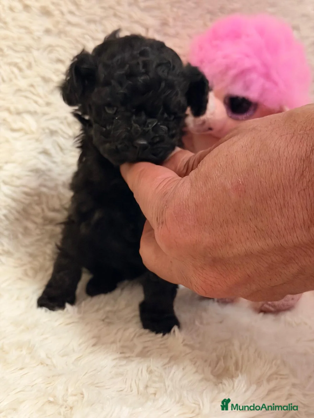 Caniche Toy perros en venta: Caniche  negra tacita  de té  - Anuncio 2