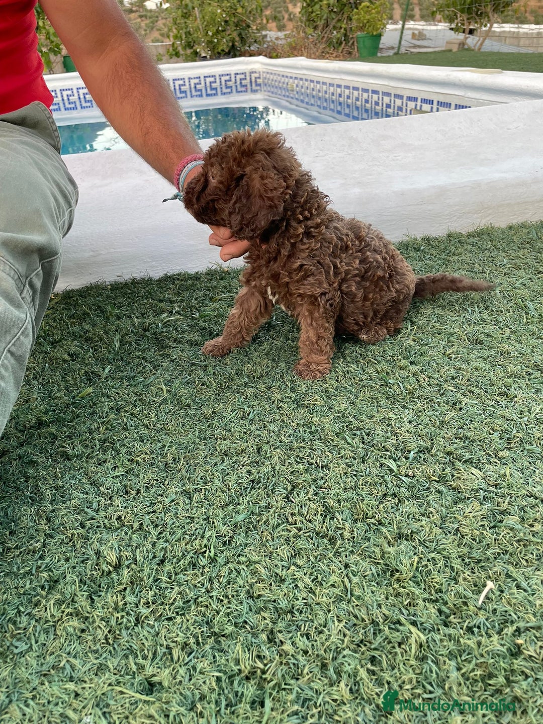 Perro de Agua Español perros en venta: Perro de aguas hembra  - Imagen 4