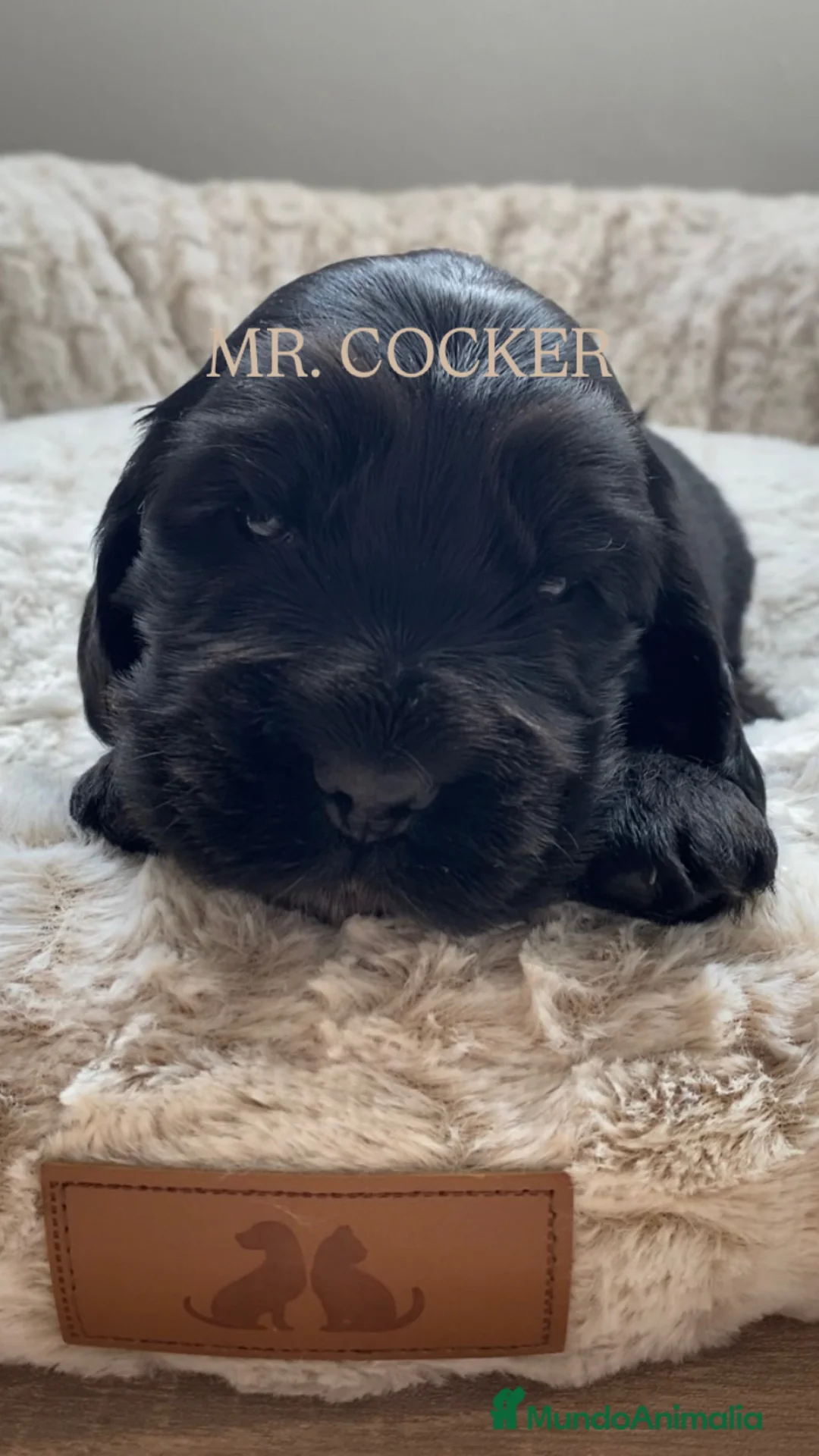 Cocker Spaniel Inglés perros en venta: CACHORRO COCKER SPANIEL INGLÉS  - Anuncio 5