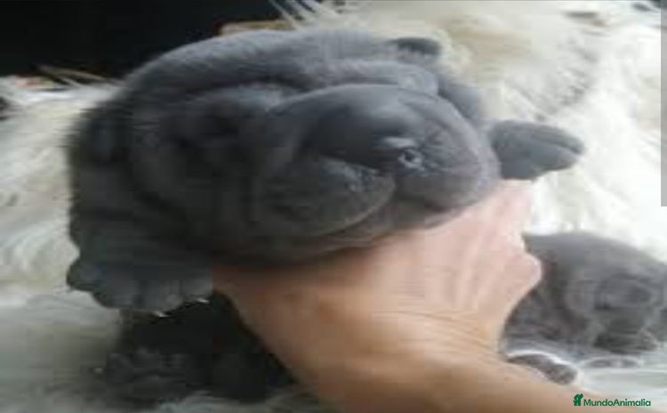 Shar Pei perros - Propaganda 1