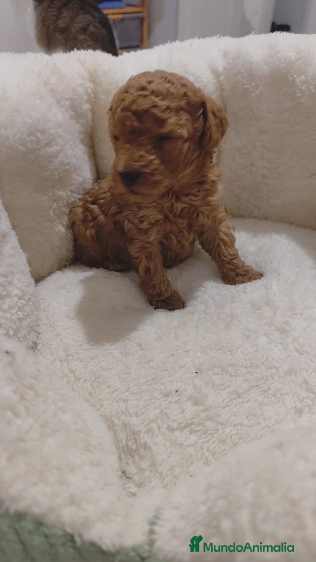 Caniche Toy perros en venta: Caniche Toy - Anuncio 5