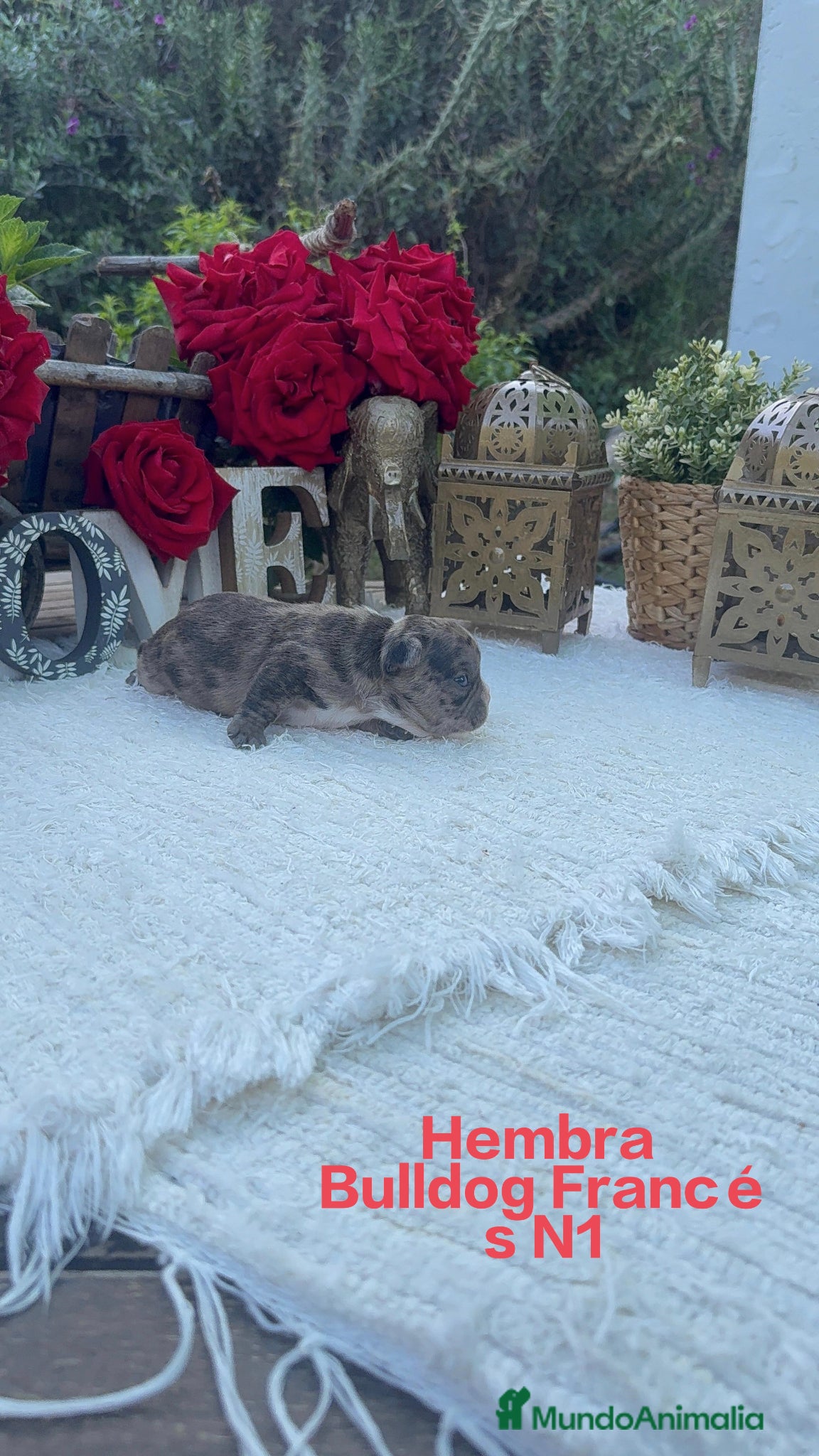 Bulldog Francés perros Bulldog francés hembra disponible preciosa  - Anuncio 1