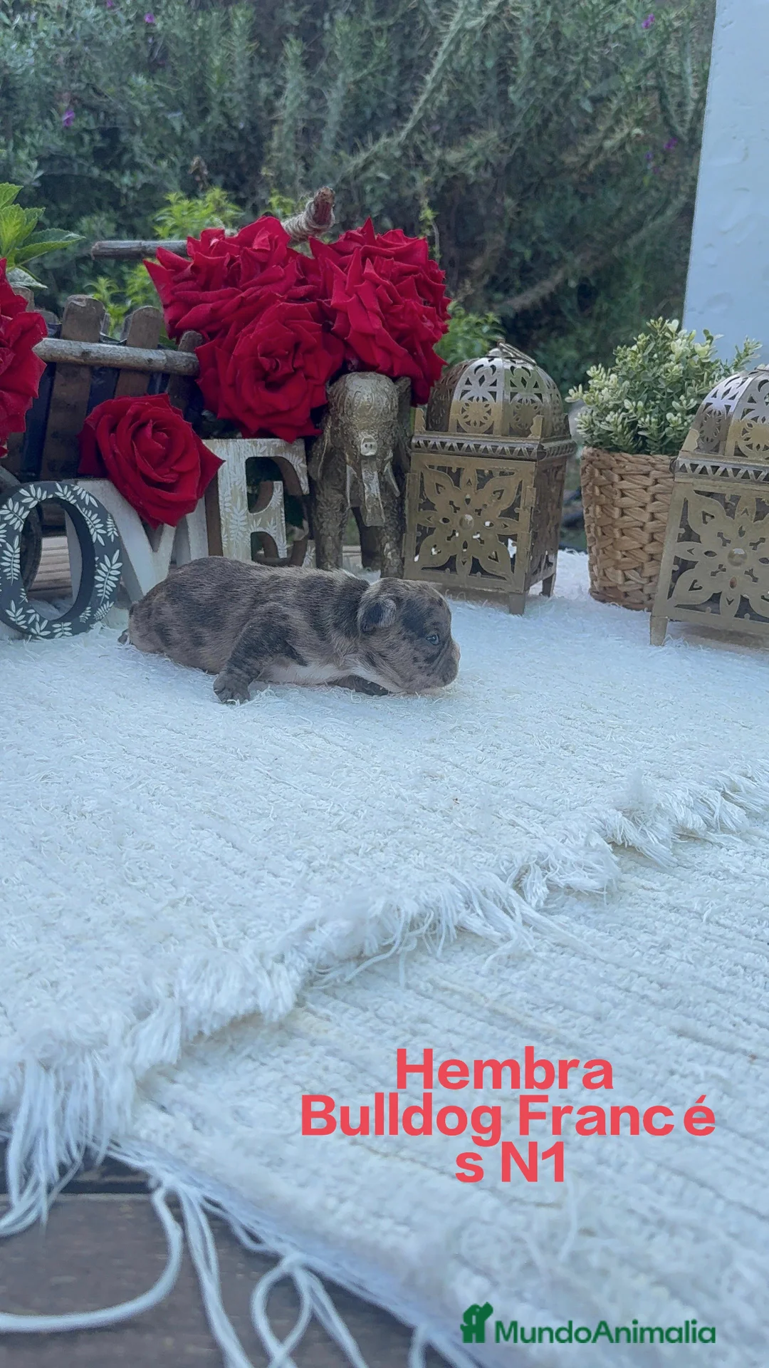 Bulldog Francés perros en venta: Bulldog francés hembra disponible preciosa  - Anuncio 1