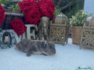 Bulldog Francés perros Bulldog francés hembra disponible preciosa - Anuncio 3