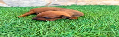 Pinscher Miniatura 1
