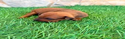 Pinscher Miniatura perros en venta: Pinscher Miniatura roja - Anuncio 11