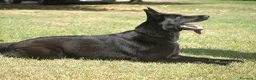 Pastor Alemán perros en venta: Disponibles cachorros pastor aleman de trabajo - Anuncio 5