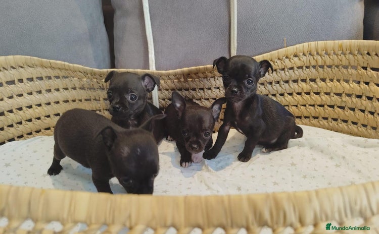 Chihuahua perros - Anuncio 3