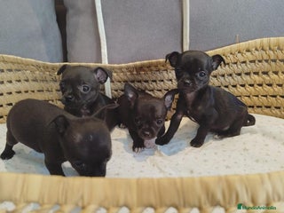 Chihuahua perros - Anuncio 12