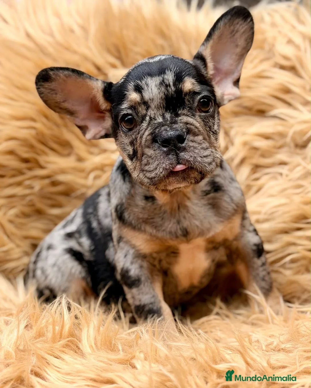 Bulldog Francés perros en venta: Macho bulldog frances merle🐾 - Anuncio 2