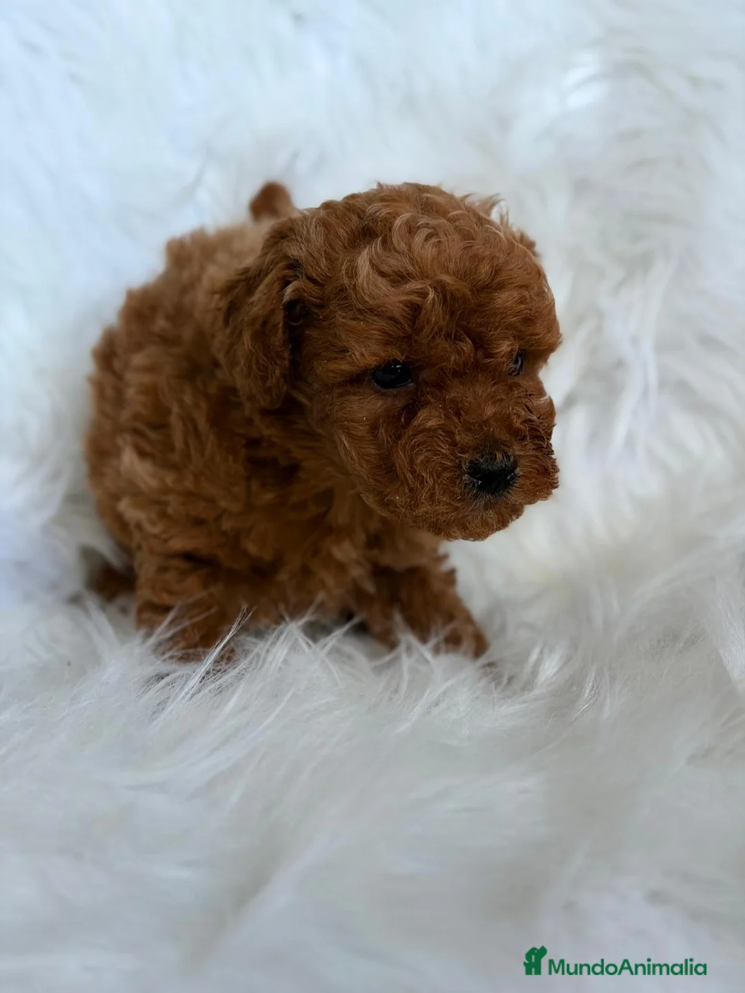 Caniche Toy perros en venta: CANICHE ROJO MACHO Y HEMBRA PADRES TOY - Anuncio 5