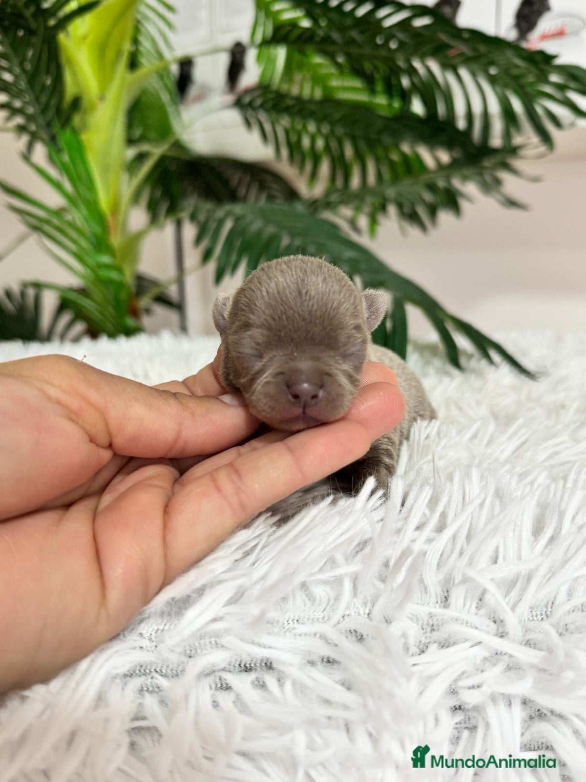 Chihuahua perros CHIHUAHUA MACHO LILAC - Anuncio 1