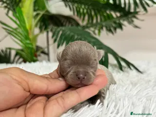 Chihuahua perros CHIHUAHUA MACHO LILAC - Anuncio 1