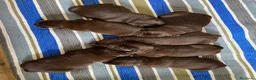 Labrador Retriever perros en venta: Labrador retriever chocolate  - Anuncio 4