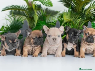 Bulldog Francés perros - Anuncio 12