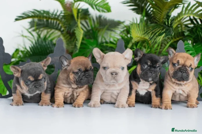 Bulldog Francés perros - Anuncio 10