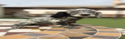 Setter Inglés perros en venta: SETTER INGLES - Anuncio 2