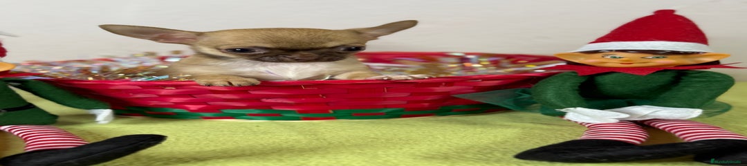 Chihuahua Cachorro 2