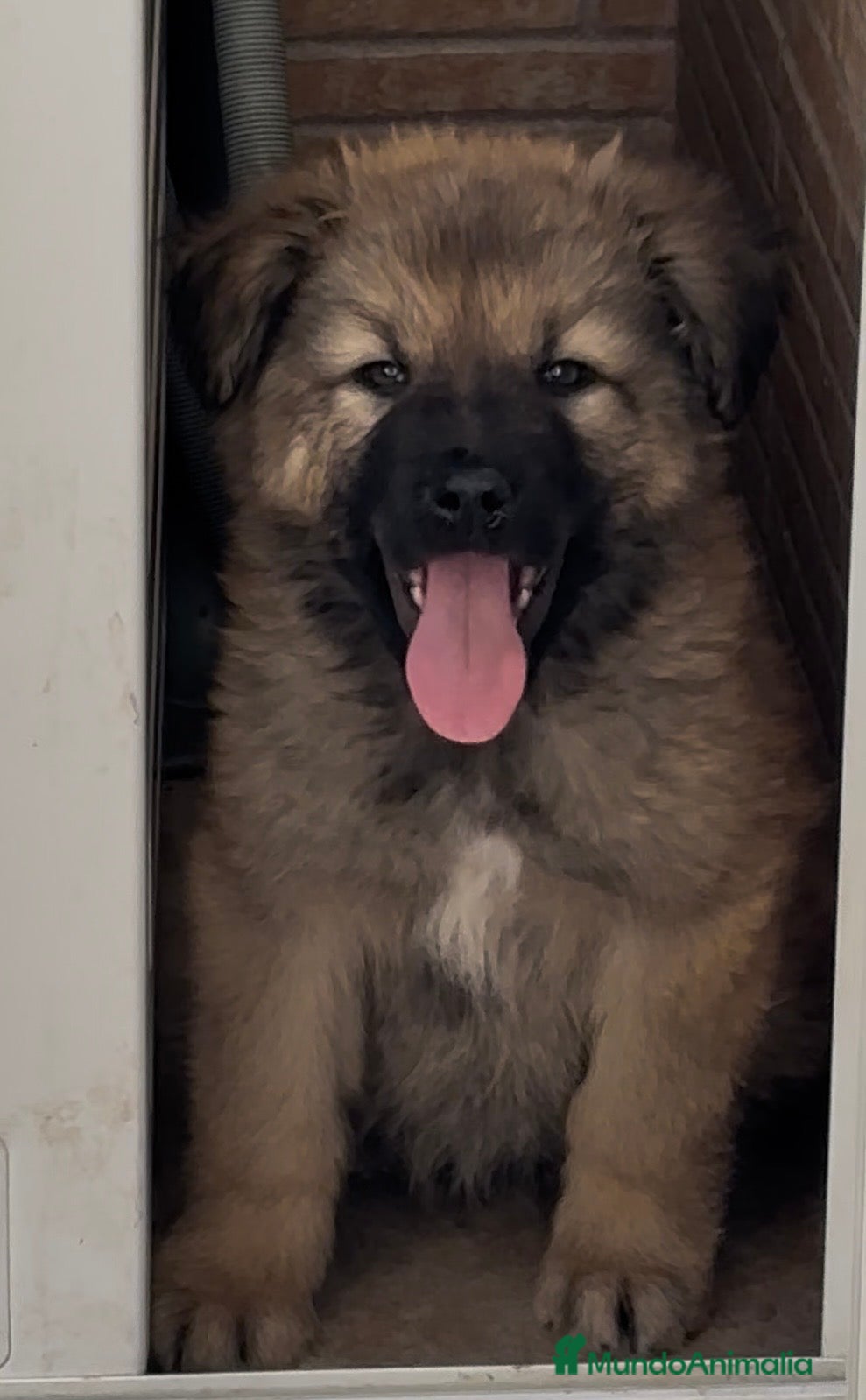 Pastor del Cáucaso perros Precioso machito pastor del caucaso🐾🐶 - Anuncio 2