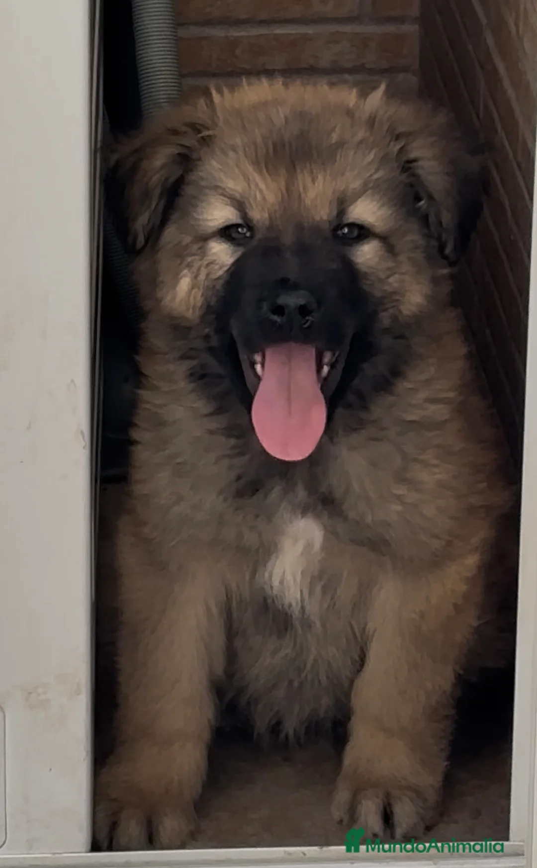 Pastor del Cáucaso perros en venta: Precioso machito pastor del caucaso🐾🐶 en Murcia - Anuncio 1