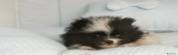 Pomerania perros en venta: CACHORROS DE POMERANIA  - Anuncio 26