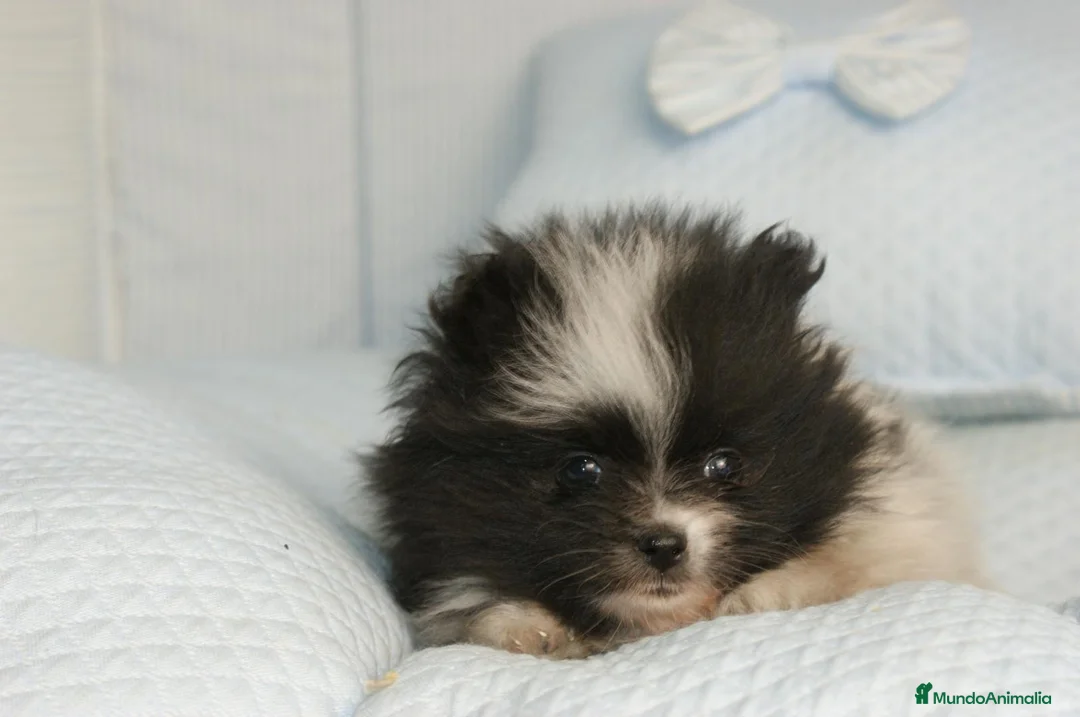 Pomerania perros en venta: CACHORROS DE POMERANIA  - Anuncio 26