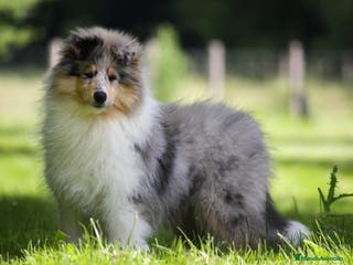 Collie de Pelo Largo perros Rough collie - Anuncio 1