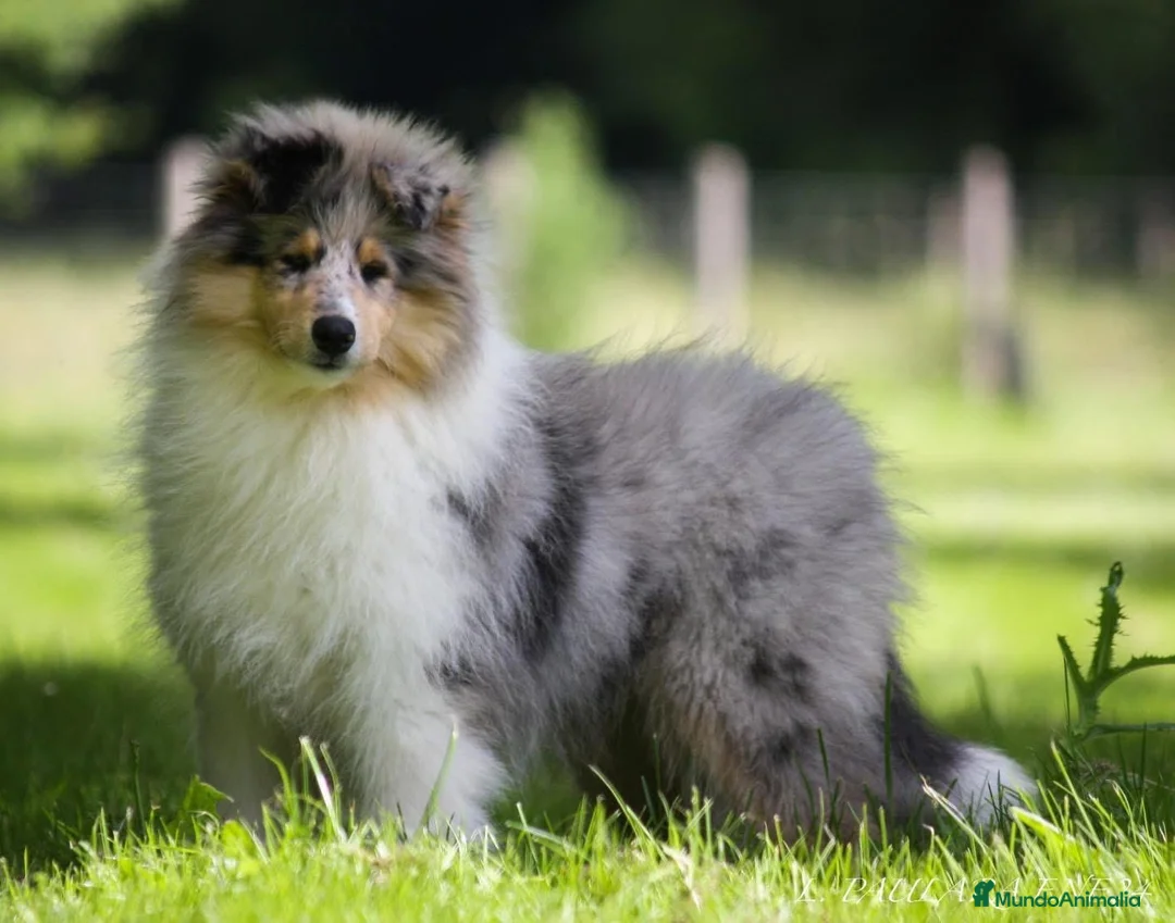 Collie de Pelo Largo perros en venta: Rough collie  - Anuncio 1