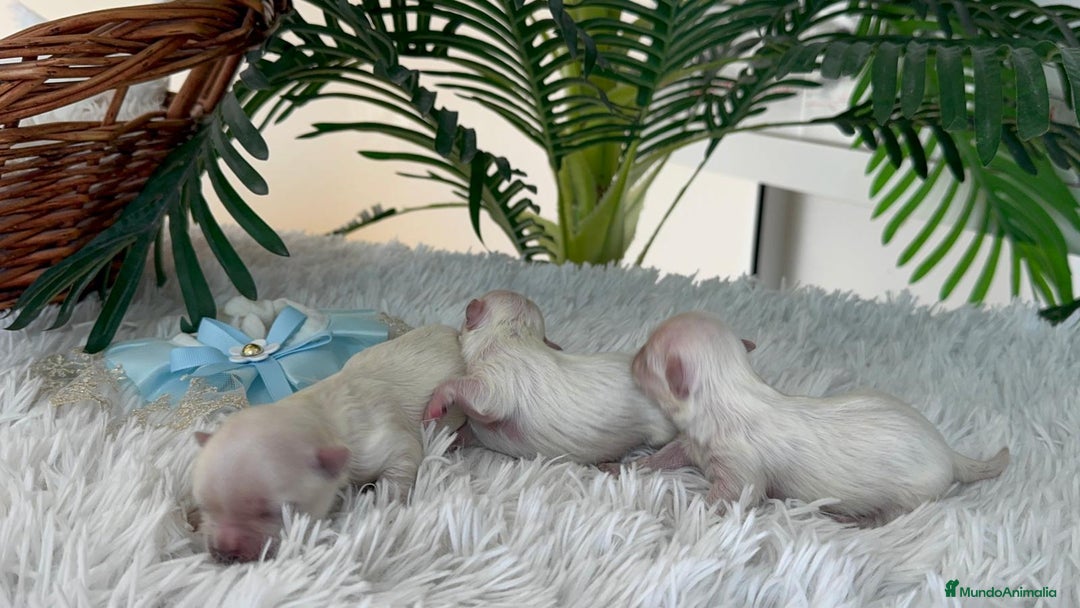 Bichón Maltés perros en venta: BICHON MALTES 100% COREANO - Anuncio 9